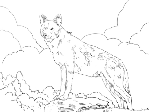 North American Red Wolf Coloring Page